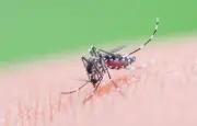 Chikungunya près de Dijon : deux cas confirmés, démoustication prévue