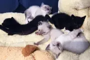 Cinq chatons de deux semaines sauvés à Draguignan, plainte déposée