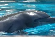 Dauphins de Marineland à Malaga : nouvelles alertes sur leur état