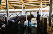 Des agriculteurs des Hautes-Alpes parodient l'Hyrox dans une vidéo virale