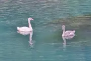 Disparition des cygnes de Breil-sur-Roya : la mairie se défend
