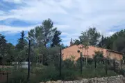 Dizaines de chats non pucés près de Cannes : une locataire au cœur d'une polémique