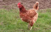 Essonne : 600 poules pondeuses vendues en une journée
