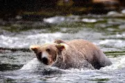 Fat Bear Week : les internautes élisent l'ours le plus gras d'Alaska