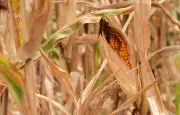 FNSEA : détresse agricole, plan d'urgence reporté
