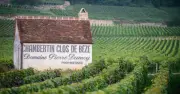 Foires aux vins 2024 : Roederer rachète un domaine en Bourgogne