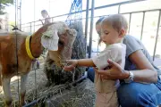 Fête agricole de Sospel : cinq producteurs dévoilent leurs produits phares