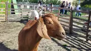 Fête de la Chèvre à Saint-Victor-la-Coste le 13 septembre