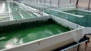 Fête de la spiruline : portes ouvertes à Saint-Rome-de-Cernon