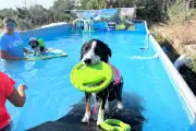 Fun Canidé à Grasse : un centre aéré pour chiens