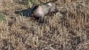 Gard : qui abandonne des cadavres de sangliers dans les garrigues ?