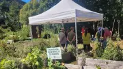 Grainothèque : récolte de graines au jardin d'Orteriu à Chanac