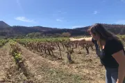 Incendies dans le Var : l'herbe dans les vignes, un facteur aggravant ?