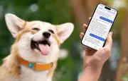 Invoxia lance un collier chien qui raconte la journée de votre animal