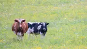 Isère : une septuagénaire chargée par une vache, évacuée par hélicoptère