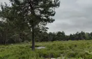 Landes : un plan pour redonner à la forêt son rôle d'éponge naturelle