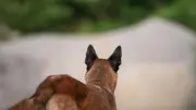 Landes : une octogénaire tuée par son chien à son domicile