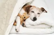 Les chiens rêvent-ils vraiment ? Ce que dit la science