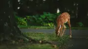 Lherm : première commune de France à interdire la chasse sur ses terrains
