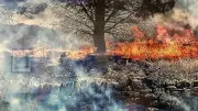 À Logrian, l'arbre au cœur du week-end thématique d'octobre