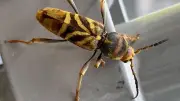 Longicorne tigre : 244 communes d'Occitanie infestées, un traitement expérimental démarre