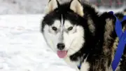 Lozère : conférence Iditarod, visite cathédrale et soirée dansante