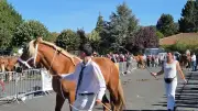Lozère : une centaine de chevaux de trait à la première foire de Langogne