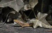 Lézards : où disparaissent-ils à l'automne ?