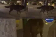 Marseille : la vidéo virale du « loup » du Prado est en réalité un chien
