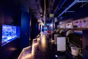 Monaco : l'espace Méditerranée de l'aquarium ferme pour rénovation