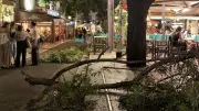 Montpellier : des branches tombent sur la terrasse du Petit Nice, aucune victime