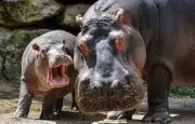 Naissance miraculeuse d'un bébé hippopotame chez la doyenne Camilla