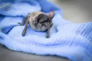 Nice : 304 chauves-souris contaminées au plomb, appel aux dons