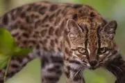 Nouvelle espèce de chat sauvage découverte en Bolivie