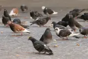 Ollioules : 1 200 € de graines pour pigeons, une subvention assumée