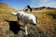 Patous dans les Alpes-Maritimes : la montagne cherche un équilibre