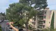 Pin de la Charmeraie à Nîmes : nouvelle AG pour annuler l'abattage