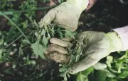 Piqûre d'épine à Noizay : une habitante frôle l'amputation de la main
