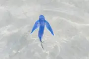 Poisson volant à Antibes : une observation rarissime