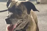 Poska, la chienne malade volée à Mougins, retrouvée à Antibes