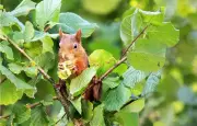 Pourquoi l'écureuil roux cache ses noisettes dès la fin de l'été