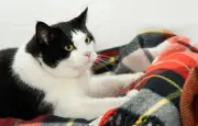 Pourquoi les chats pétrissent-ils ? Une explication scientifique