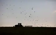 Pourquoi les oiseaux suivent les tracteurs : une stratégie de survie