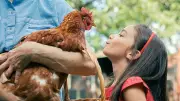 Poussan : Noémie sauve plus de 500 poules réformées de l'abattoir