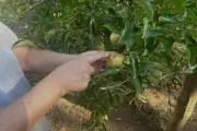 Récolte de pommes catastrophique à Collobrières, le domaine se diversifie