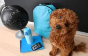 Rentrée : comment aider son chien à supporter la solitude