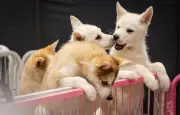 Saint-Étienne lance son premier Salon de l'adoption animale