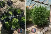 Saisie d'armes et de cannabis à Roquebillière