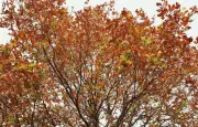 Sécheresse : 76 départements en crise, automne chaud à venir