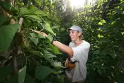 Semences locales : la maraîchère qui ressuscite les légumes oubliés